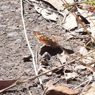 Junonia villida (Meadow Argus) at Caladenia Forest, O'Connor - 7 Sep 2023 by ConBoekel