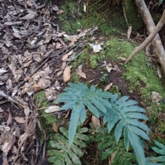 Blechnum wattsii (Hard Water Fern) at Werai, NSW - 5 Sep 2023 by plants