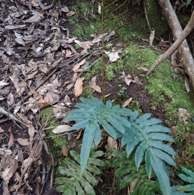 Blechnum wattsii (Hard Water Fern) at Werai, NSW - 5 Sep 2023 by plants