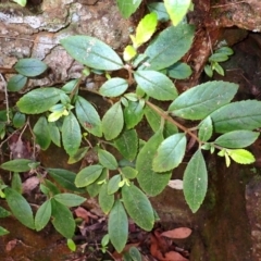 Fieldia australis at Werai, NSW - 6 Sep 2023 by plants
