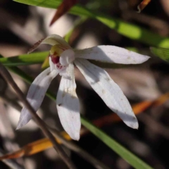 Caladenia fuscata (Dusky Fingers) at Caladenia Forest, O'Connor - 7 Sep 2023 by ConBoekel