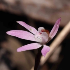 Caladenia fuscata (Dusky Fingers) at Acton, ACT - 7 Sep 2023 by ConBoekel