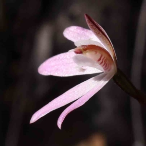 Caladenia fuscata at Acton, ACT - 7 Sep 2023