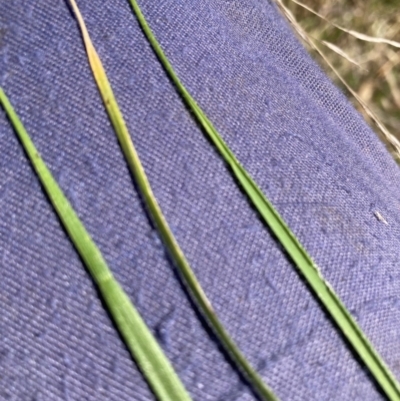 Nassella neesiana (Chilean Needlegrass) at Hackett, ACT - 7 Sep 2023 by waltraud