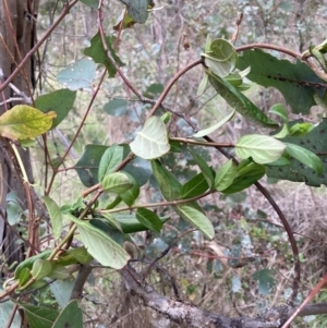 Lonicera japonica at Hackett, ACT - 7 Sep 2023