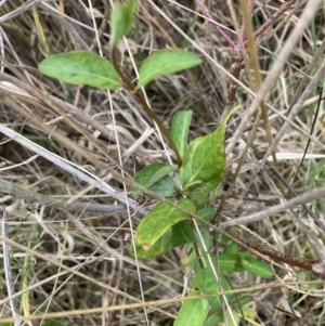 Lonicera japonica at Hackett, ACT - 7 Sep 2023