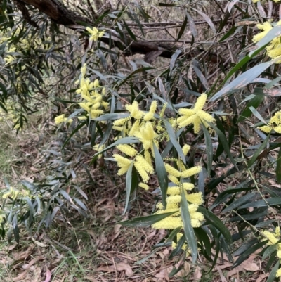 Acacia floribunda (White Sally Wattle, Gossamer Wattle) at Hackett, ACT - 7 Sep 2023 by waltraud