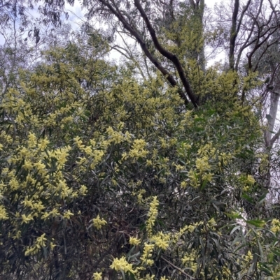 Acacia floribunda (White Sally Wattle, Gossamer Wattle) at Majura, ACT - 7 Sep 2023 by waltraud