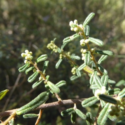 Pomaderris angustifolia (Pomaderris) at Belconnen, ACT - 6 Sep 2023 by Dibble