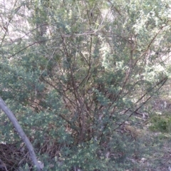 Pomaderris angustifolia at Belconnen, ACT - 6 Sep 2023