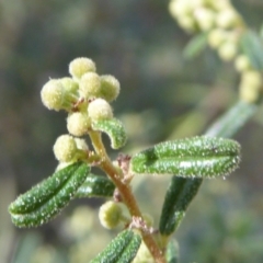 Pomaderris angustifolia at Belconnen, ACT - 6 Sep 2023