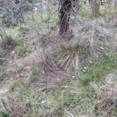 Nassella trichotoma at Watson, ACT - 8 Sep 2023