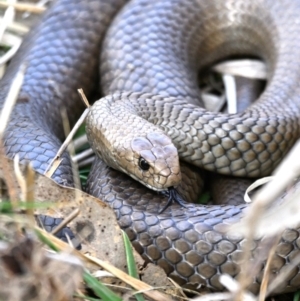 Pseudonaja textilis at Fyshwick, ACT - 25 Aug 2023