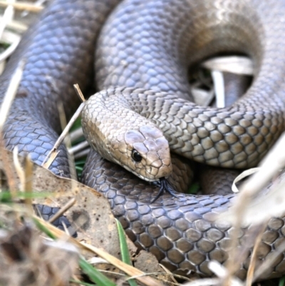 Pseudonaja textilis (Eastern Brown Snake) at Fyshwick, ACT - 25 Aug 2023 by davidcunninghamwildlife
