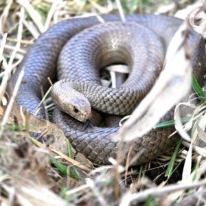 Pseudonaja textilis at Fyshwick, ACT - 25 Aug 2023