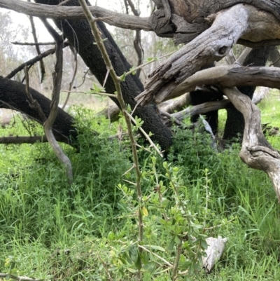 Lycium ferocissimum (African Boxthorn) at Watson, ACT - 8 Sep 2023 by waltraud