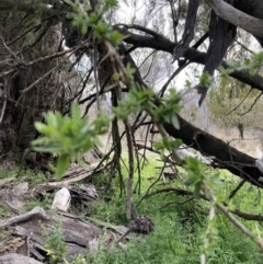 Lycium ferocissimum at Watson, ACT - 8 Sep 2023 03:19 PM