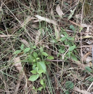 Ligustrum lucidum at Majura, ACT - 7 Sep 2023 04:31 PM