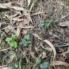 Hedera sp. (helix or hibernica) (Ivy) at Majura, ACT - 7 Sep 2023 by waltraud