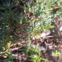 Astroloma humifusum (Cranberry Heath) at Watson, ACT - 8 Sep 2023 by MAX