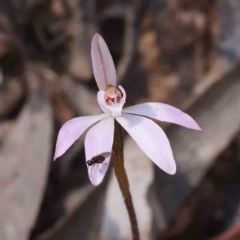 Caladenia fuscata (Dusky Fingers) at Caladenia Forest, O'Connor - 7 Sep 2023 by ConBoekel