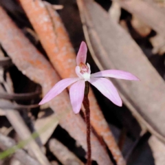 Caladenia fuscata (Dusky Fingers) at Caladenia Forest, O'Connor - 7 Sep 2023 by ConBoekel