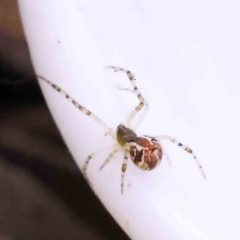 Theridion pyramidale (Tangle-web spider) at Caladenia Forest, O'Connor - 7 Sep 2023 by ConBoekel