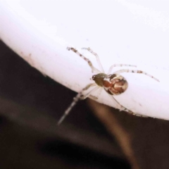 Theridion pyramidale at O'Connor, ACT - 7 Sep 2023 01:04 PM