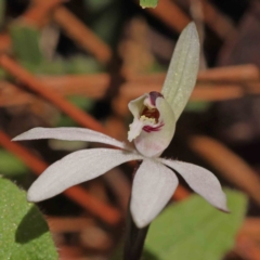 Caladenia fuscata (Dusky Fingers) at O'Connor, ACT - 7 Sep 2023 by ConBoekel