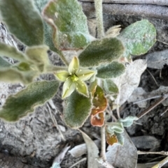 Glinus lotoides (Hairy Carpet Weed) at Louth, NSW - 30 Aug 2023 by SimoneC