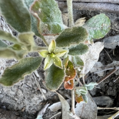 Glinus lotoides (Hairy Carpet Weed) at Louth, NSW - 30 Aug 2023 by SimoneC