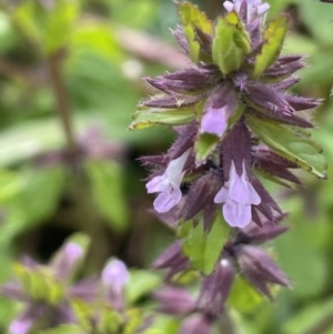 Stachys arvensis at Jugiong, NSW - 8 Sep 2023