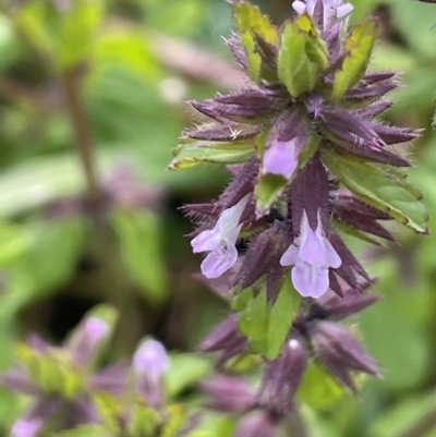 Stachys arvensis (Stagger Weed) at Jugiong, NSW - 8 Sep 2023 by JaneR