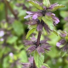 Stachys arvensis at Jugiong, NSW - 8 Sep 2023