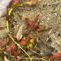 Ludwigia palustris at Adelong, NSW - 8 Sep 2023