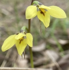 Diuris chryseopsis (Golden Moth) at Bango, NSW - 8 Sep 2023 by AJB