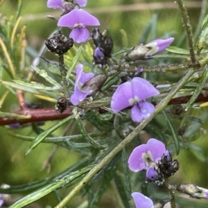 Glycine clandestina at Adelong, NSW - 8 Sep 2023