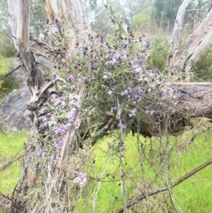 Glycine clandestina at Adelong, NSW - 8 Sep 2023