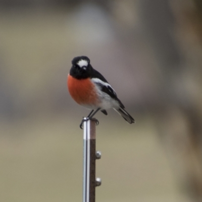 Petroica boodang (Scarlet Robin) at Rendezvous Creek, ACT - 27 Aug 2023 by AlisonMilton