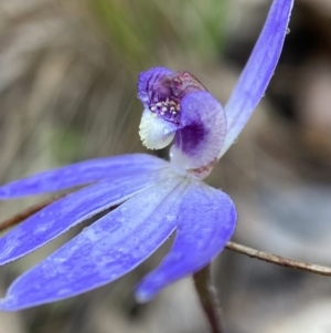 Cyanicula caerulea at Bango, NSW - 8 Sep 2023