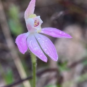 Caladenia carnea at Bango, NSW - 8 Sep 2023