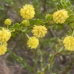 Acacia paradoxa (Kangaroo Thorn) at Adelong, NSW - 8 Sep 2023 by JaneR