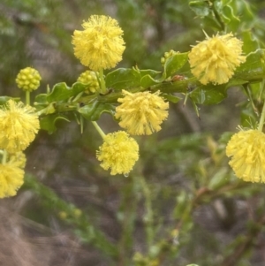 Acacia paradoxa at Adelong, NSW - 8 Sep 2023 11:10 AM