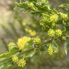 Acacia paradoxa at Adelong, NSW - 8 Sep 2023 11:10 AM