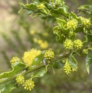 Acacia paradoxa at Adelong, NSW - 8 Sep 2023