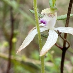 Caladenia ustulata (Brown Caps) at Bango Nature Reserve - 8 Sep 2023 by AJB