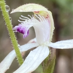 Caladenia ustulata at Bango, NSW - 8 Sep 2023