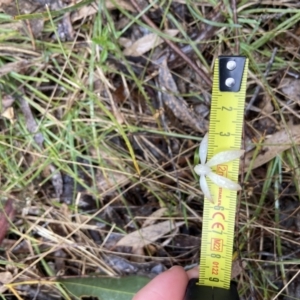 Caladenia ustulata at Bango, NSW - suppressed