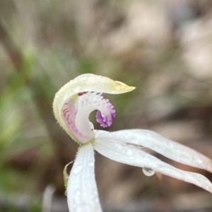 Caladenia ustulata at Bango, NSW - suppressed