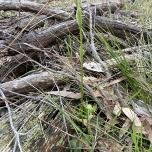 Pterostylis nutans at Bango, NSW - 8 Sep 2023